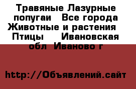 Травяные Лазурные попугаи - Все города Животные и растения » Птицы   . Ивановская обл.,Иваново г.